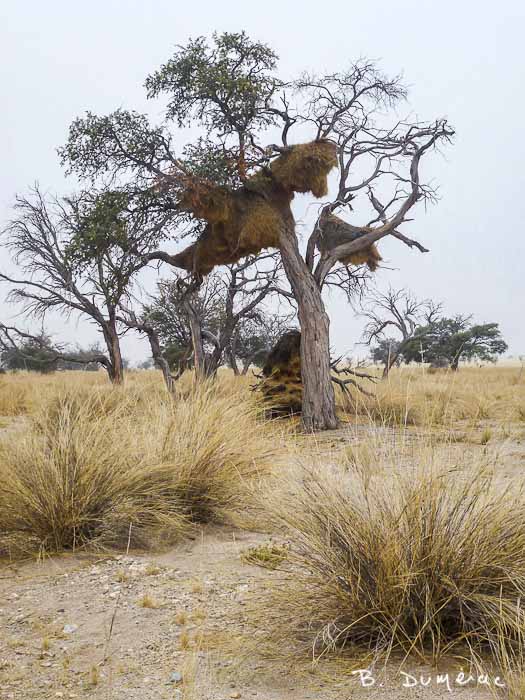 Nids de tisserins, Namibie